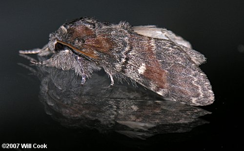 Peridea ferruginea - Chocolate Prominent