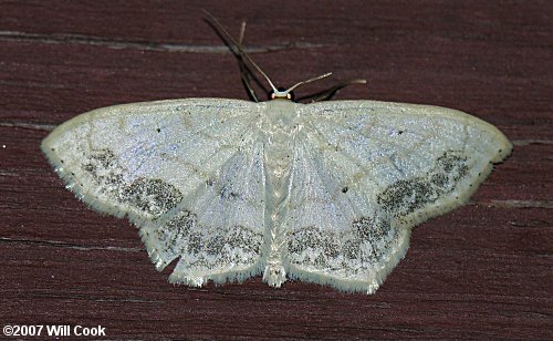 Scopula limboundata - Large Lace-border