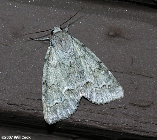 Acronicta innotata - Unmarked Dagger