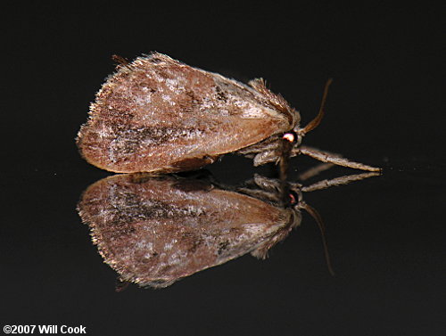 Adoneta spinuloides - Purple-crested Slug Moth