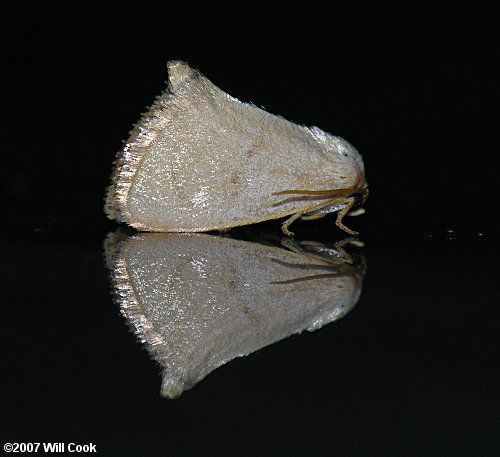 Tortricidia flexuosa - Abbreviated Button Slug Moth