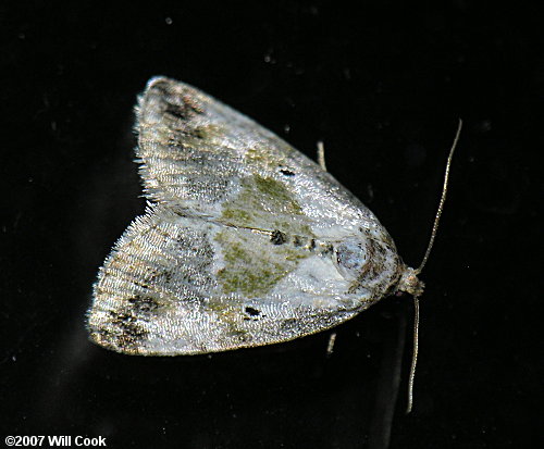 Maliattha synochitis - Black-dotted Maliattha