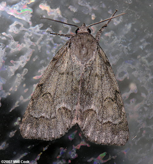 Acronicta innotata - Unmarked Dagger