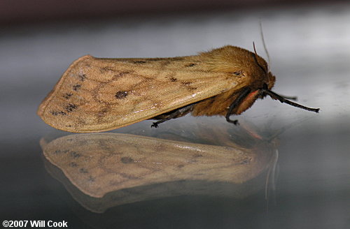 Pyrrharctia isabella - Isabella Tiger Moth