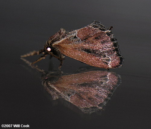 Adoneta spinuloides - Purple-crested Slug Moth