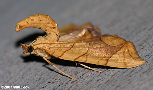 Eulithis diversilineata - Lesser Grapevine Looper