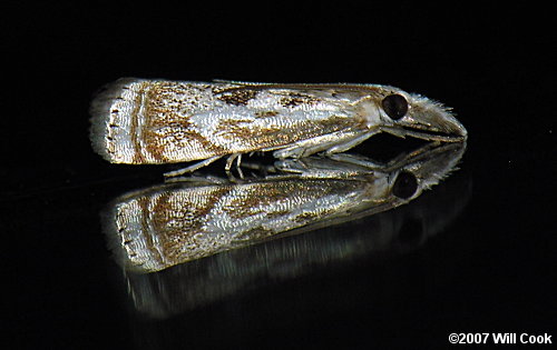 Microcrambus elegans - Elegant Grass-veneer