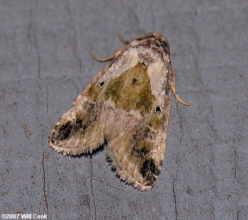 Maliattha synochitis - Black-dotted Maliattha