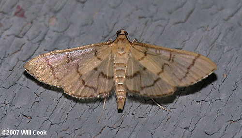 Blepharomastix ranalis - Hollow-spotted Blepharomastix