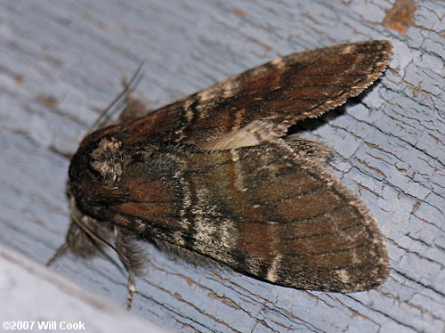 Peridea ferruginea - Chocolate Prominent