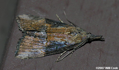 Hypena scabra - Green Cloverworm Moth