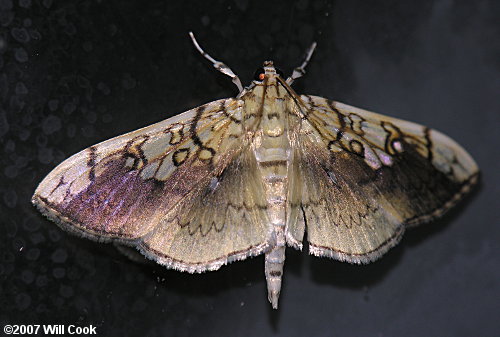 Pantographa limata - Basswood Leafroller