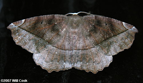 Eutrapela clemataria - Curve-toothed Geometer