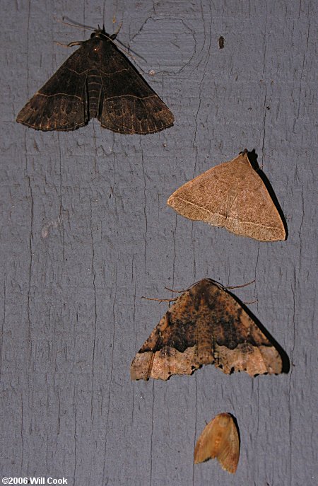 Hypena deceptalis - Deceptive Snout