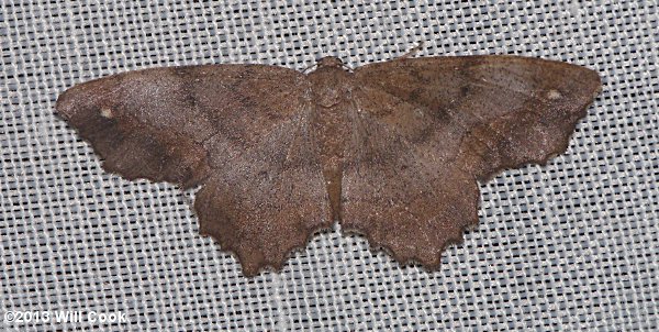 Hypagyrtis esther - Esther Moth