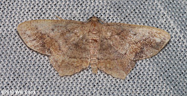 Hypagyrtis esther - Esther Moth