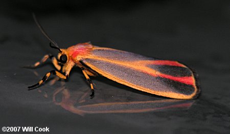 Hypoprepia fucosa - Painted Lichen Moth