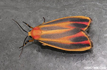 Hypoprepia fucosa - Painted Lichen Moth