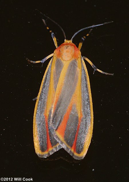 Hypoprepia fucosa - Painted Lichen Moth