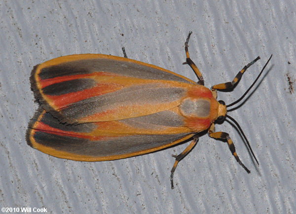 Hypoprepia fucosa - Painted Lichen Moth