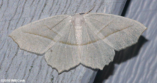 Campaea perlata - Pale Beauty