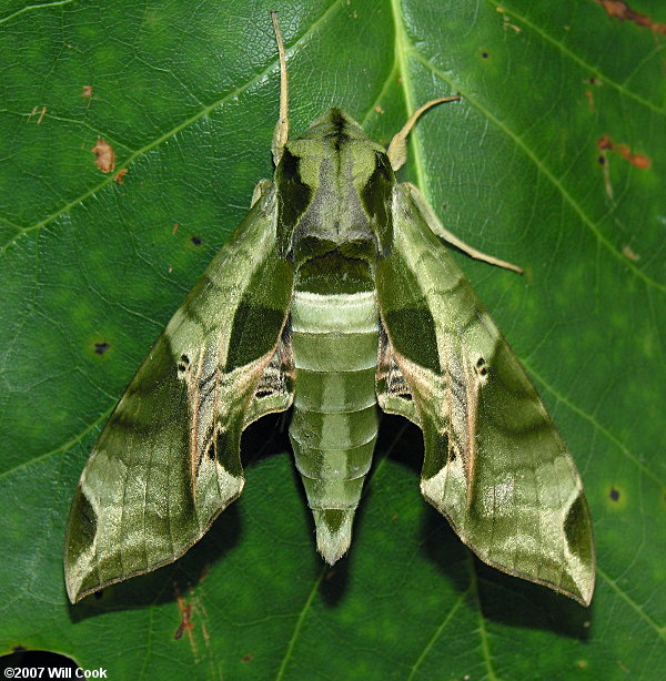 Pandorus Sphinx (Eumorpha pandorus)