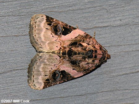 Pseudeustrotia carneola - Pink-barred Pseudeustrotia