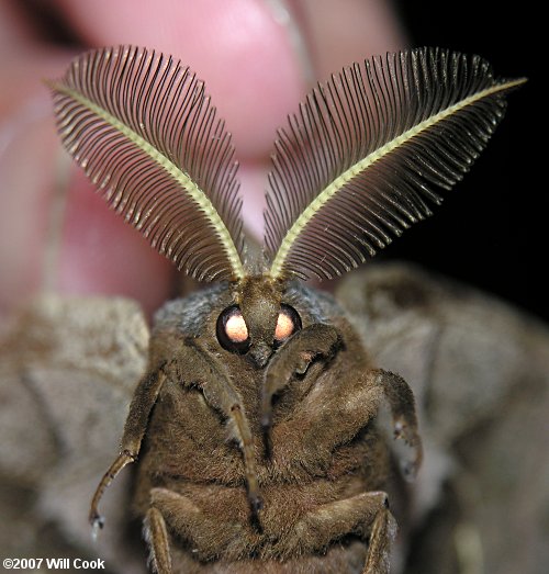 Polyphemus Moth (Antheraea polyphemus)