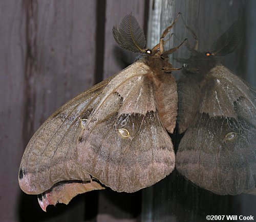 Polyphemus Moth (Antheraea polyphemus)