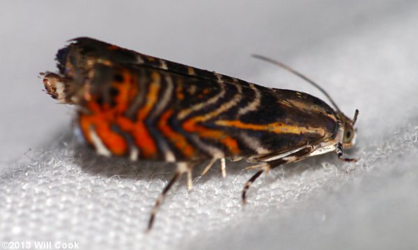 Thaumatographa jonesi - Psychedelic Jones Moth