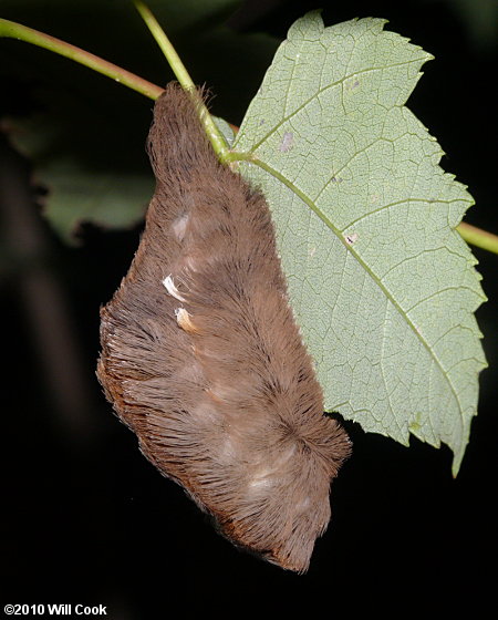 Megalopyge opercularis - Southern Flannel Moth/Asp Caterpillar/Puss Moth