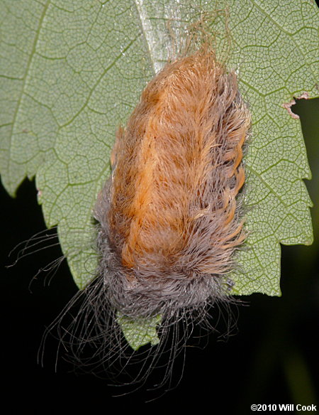 Megalopyge opercularis - Southern Flannel Moth/Asp Caterpillar/Puss Moth