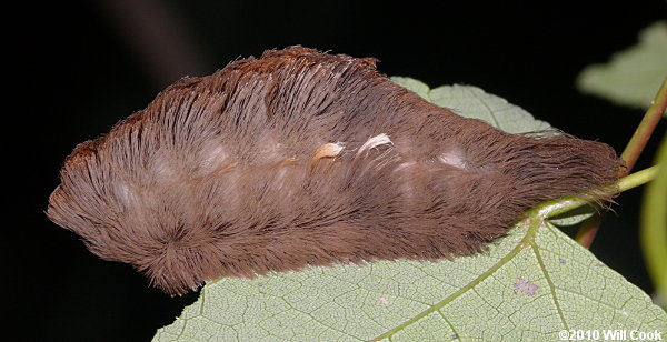 Megalopyge opercularis - Southern Flannel Moth