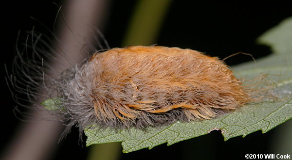 Megalopyge opercularis - Southern Flannel Moth/Asp Caterpillar/Puss Moth