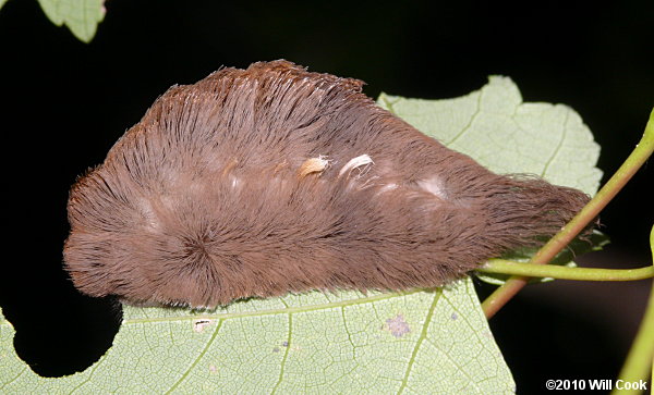 Megalopyge opercularis - Southern Flannel Moth/Asp Caterpillar/Puss Moth