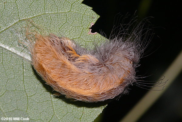 Megalopyge opercularis - Southern Flannel Moth/Asp Caterpillar/Puss Moth