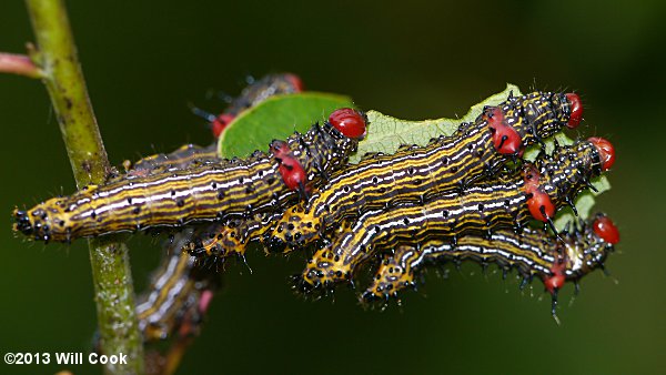 Red-humped Caterpillar (Schizura concinna)