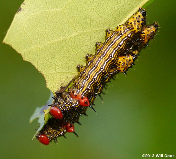 Red-humped Caterpillar (Schizura concinna)