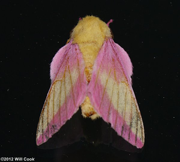 Rosy Maple Moth (Dryocampa rubicunda)