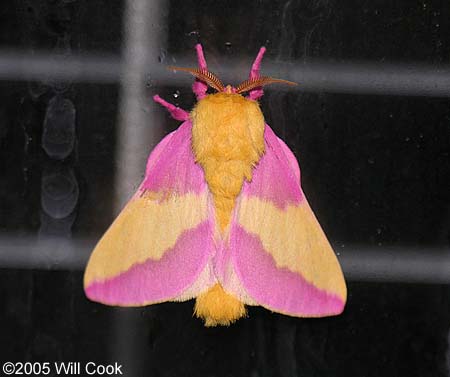 Rosy Maple Moth (Dryocampa rubicunda)