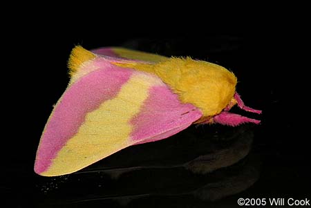 Rosy Maple Moth (Dryocampa rubicunda)