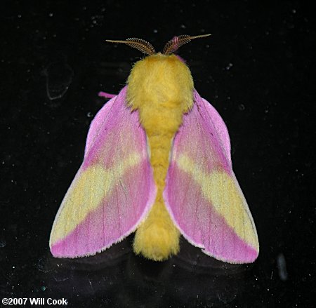 Rosy Maple Moth (NPS Catoctin Mountain Park Butterflies and Moths) ·  iNaturalist