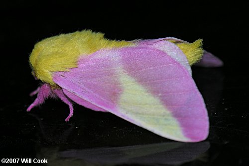 Rosy Maple Moth (Dryocampa rubicunda)