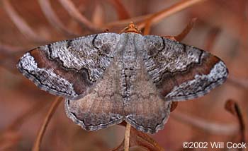 Macaria distribuaria - Southern Coastal Plain Angle