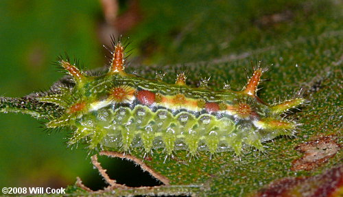 Euclea delphinii - Spiny Oak-Slug