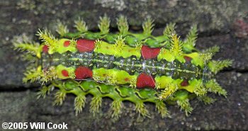 Euclea delphinii - Spiny Oak-Slug