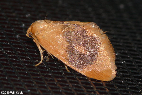 Tortricidia flexuosa - Abbreviated Button Slug Moth