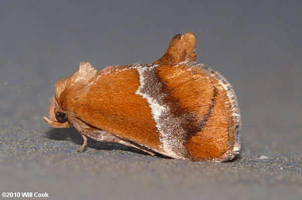 Lithacodes fasciola - Yellow-shouldered Slug Moth