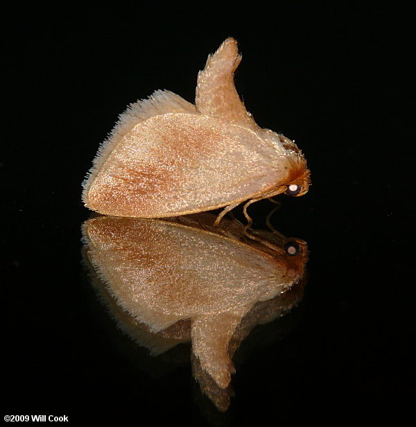 Tortricidia testacea - Early Button Slug Moth