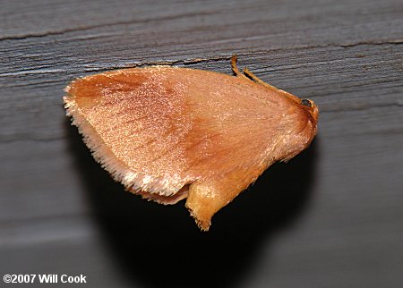 Tortricidia testacea - Early Button Slug Moth